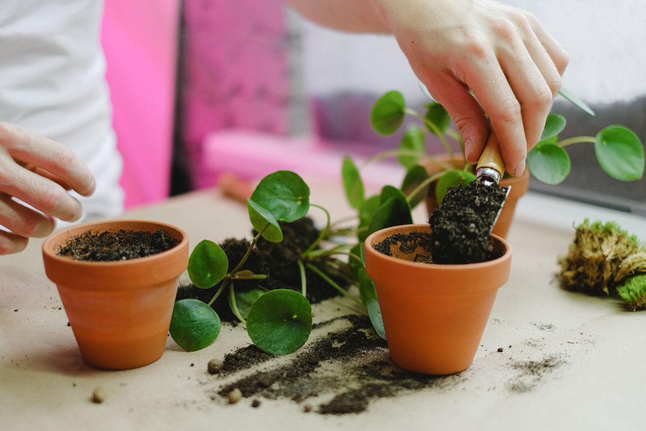 Planten verpotten: wanneer, waarom en hoe je het goed doet